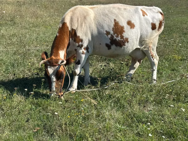Cow, Simmental cattle — Moldova