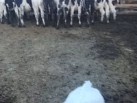 Bull, Russian Black pied cattle — photo 3