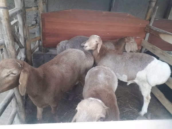 Ram, Sheep — Uzbekistan