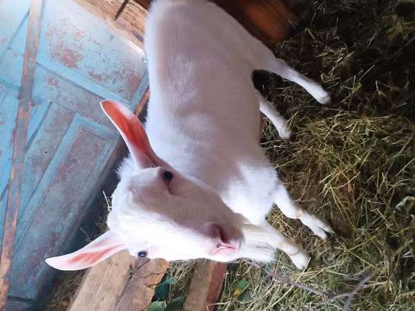 Billy Goat, Saanen goat — Moldova