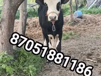 Tyre, Simmental cattle — foto 1