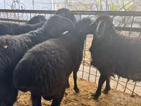 Ram, Sheep — photo 5