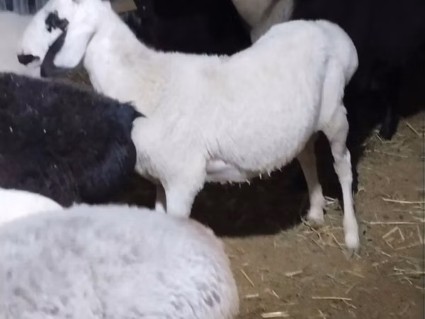Kambing jantan, Sheep — Uzbekistan