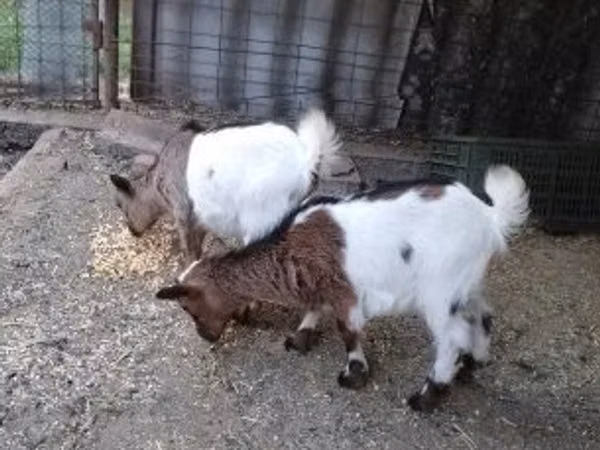 Koza, Kozy — Maďarsko