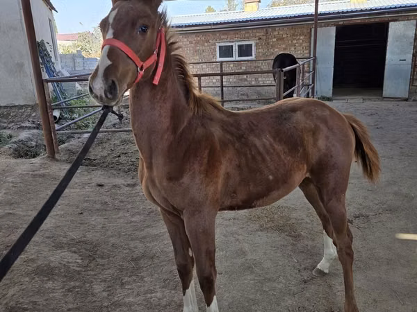 Kuda jantan, Thoroughbred horse