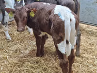 گاو و گوساله (گروه، جنسیت مشخص نشده), Simmental cattle — عکس 2