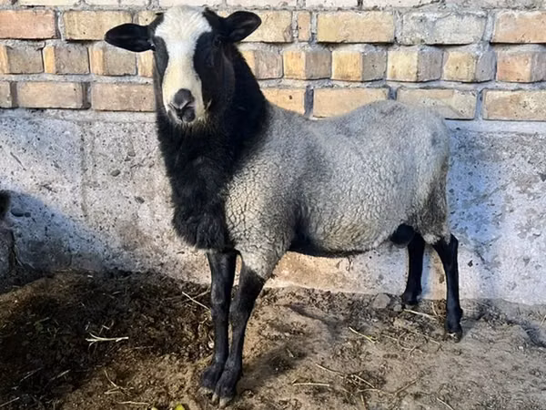Ram, Romanov sheep — Kyrgyzstan