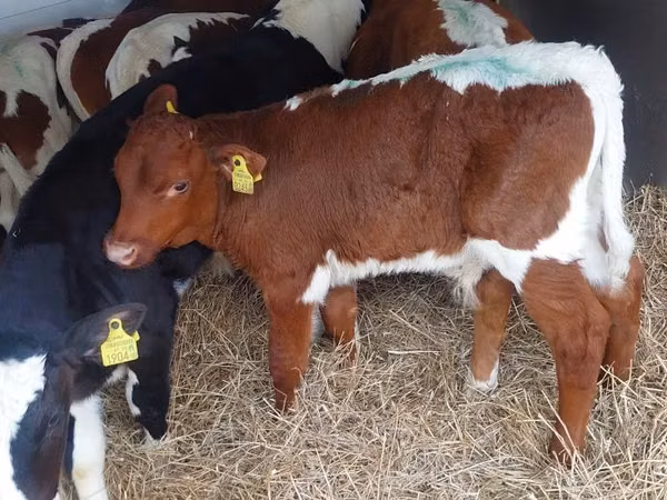 Cattle (batch, sex not specified), Simmental cattle — Poland