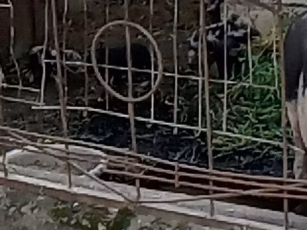Boar, Pigs — Moldova