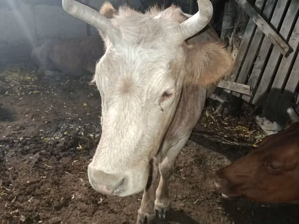 Cow, Cattle — Kazakhstan