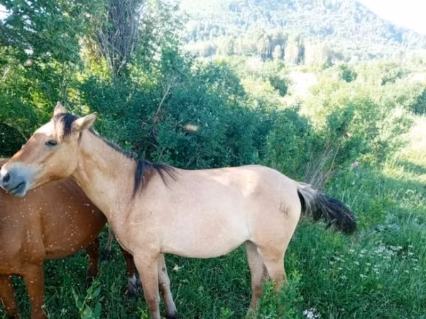 Mare, Horses — Kazakhstan