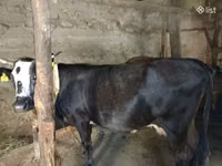 Mucca, Bovini — foto 1