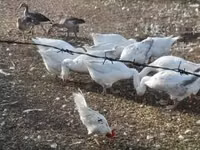 Geese — รูปภาพ 3