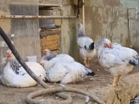 Chickens — عکس 2