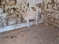 عنزة, Russian White goat — الصورة 1