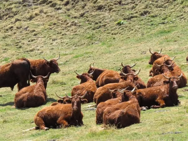 Cow, Salers cattle — United Kingdom