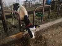 Bull, Russian Black pied cattle — photo 3