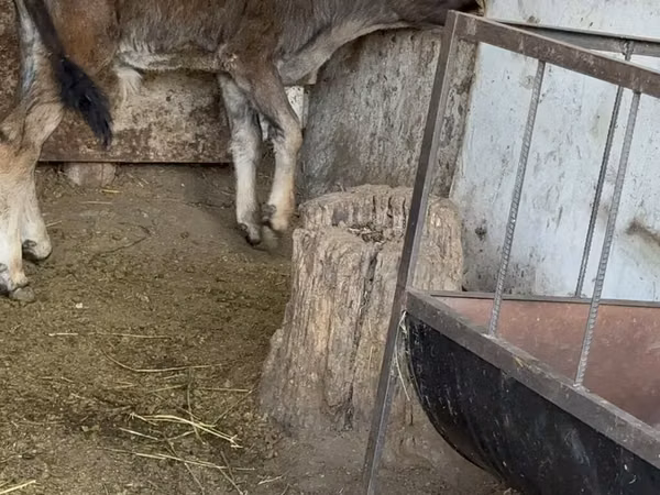 Bull, Alatau breed