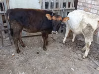 İnek, Sığır — foto 1
