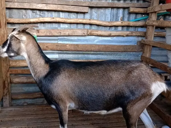 Chèvres (lot, sexe non indiqué), Nubian Goat