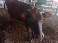 Vache, Bovins — photo 2