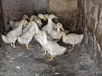 Ducks — عکس 3