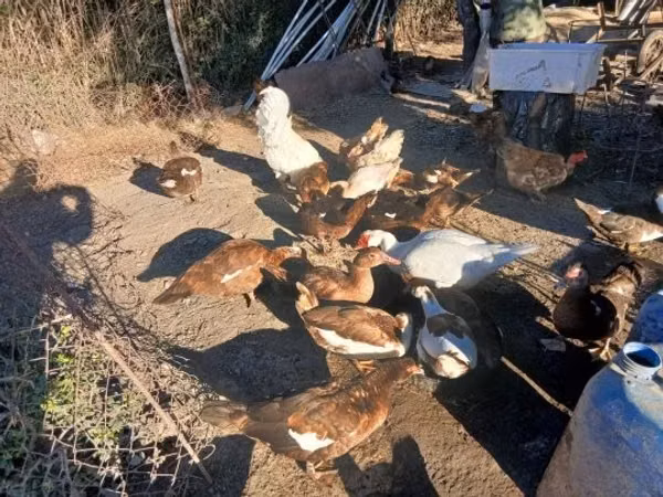Chickens