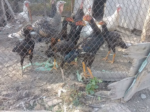 Chickens — Kyrgyzstan
