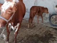 Krava, Simmental cattle — foto 2