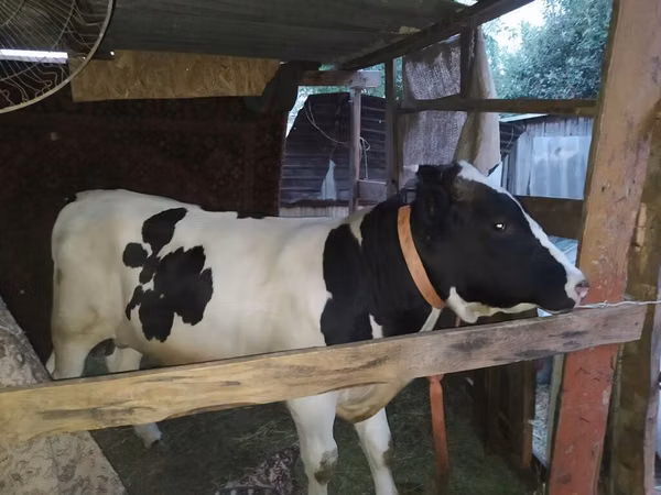 Dibi, Holstein breed — Kirgistaan