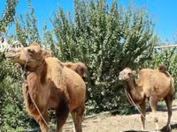 Camels (batch, sex not specified), Camels — photo 3