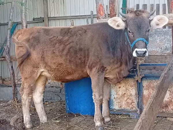 Cow, Swiss cattle — Kyrgyzstan