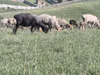 Πρόβατο, Πρόβατα — φωτογραφία 4