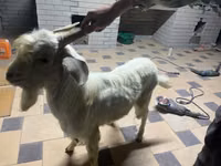 Goat, Goats — photo 2