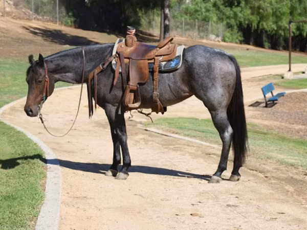 Mare, Quarter Horse — United States
