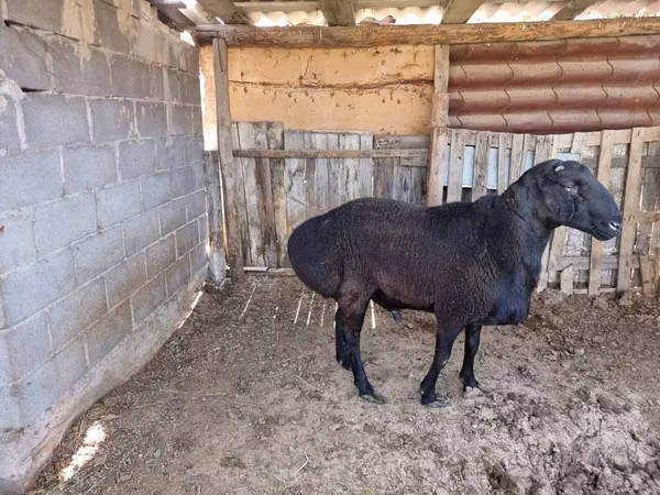 Ram, Hissar sheep — Kazakhstan