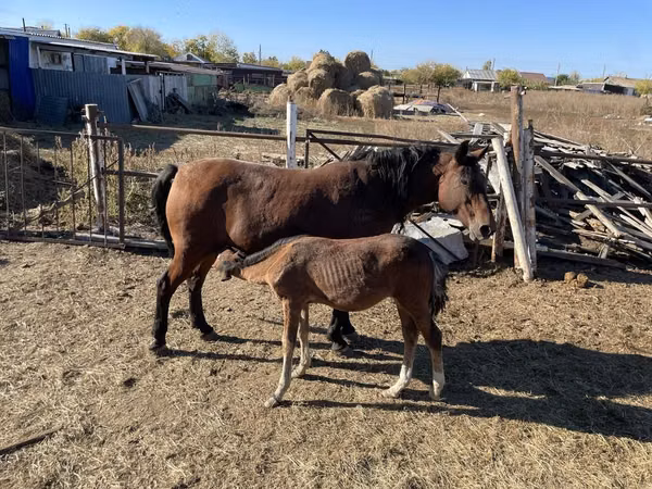 Mare, Horses — Kazakhstan