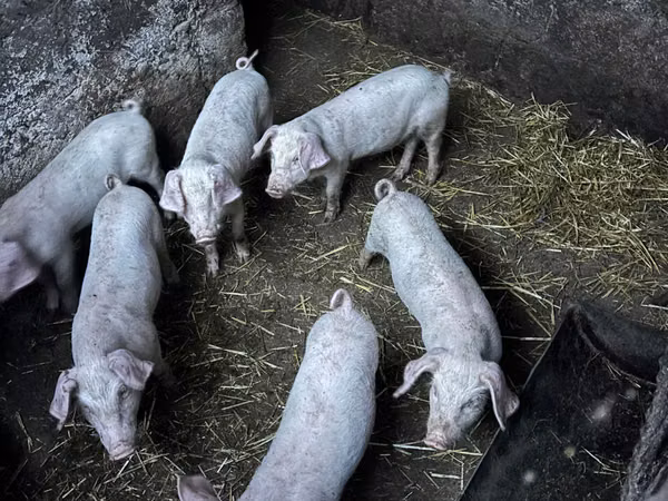 Boar, Pigs — Moldova