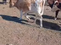 گاو ماده, Simmental cattle — عکس 1