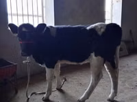 Lo’, Russian Black pied cattle — sawirka 5