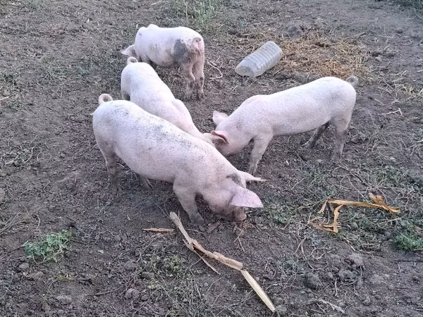 Scroafă, Porci — Republica Moldova