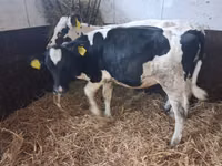 Tyre, Russian Black pied cattle — foto 4