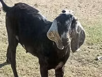 Caprone, Nubian Goat — foto 2