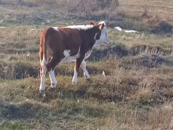 Cow, Cattle — Kazakhstan