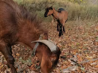 ஆண் வெள்ளாடு, Nubian Goat — புகைப்படம் 6
