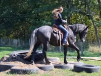 Horse (M), Hunter — photo 3