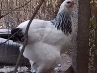 Brahma — foto 4