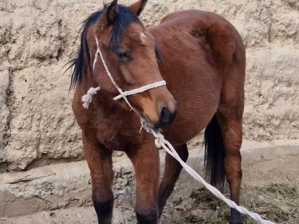 Модиён, Kyrgyz Horse — Қирғизистон