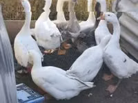 Geese — 사진 1