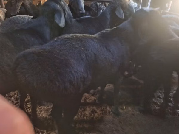 Ram, Sheep — Uzbekistan